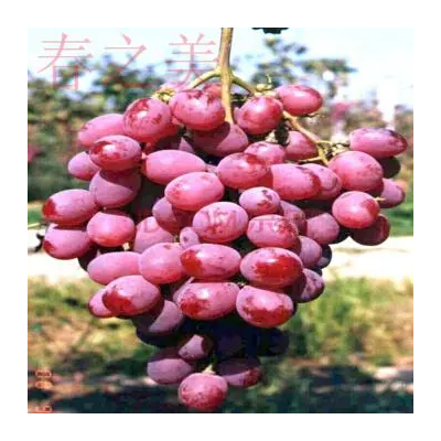 樱桃苗，葡萄苗